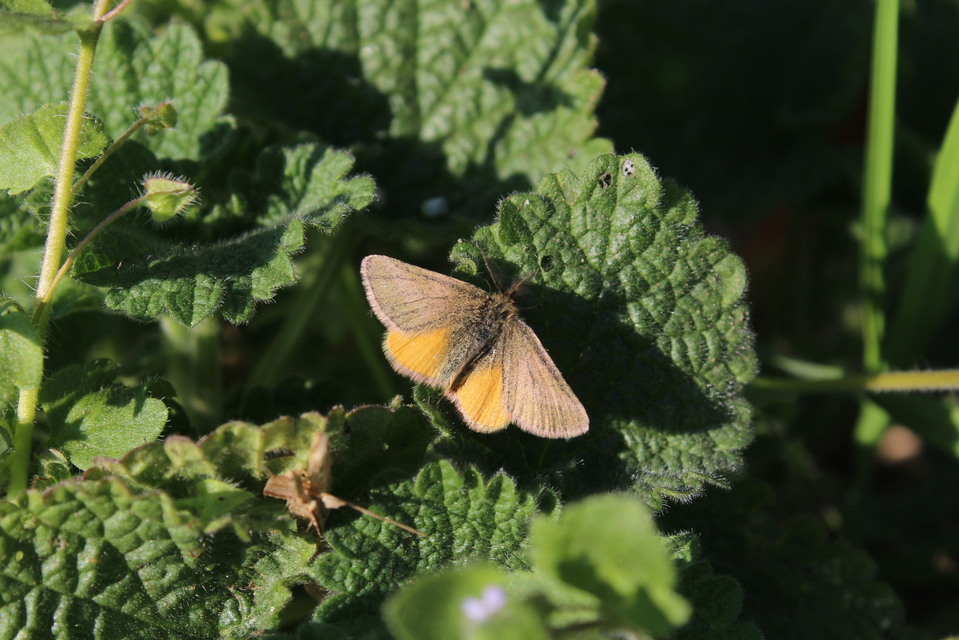 Lythria purpuraria - bíborsávos araszoló