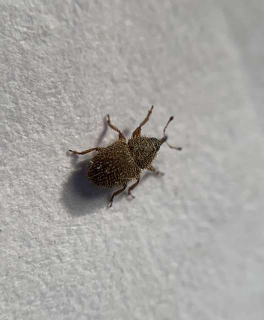 Mecinus ictericus - bundás útifűormányos