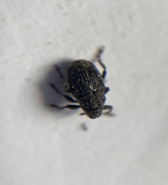 Glocianus pilosellus - szőrös gömbdedormányos