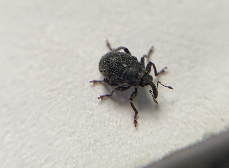 Glocianus pilosellus - szőrös gömbdedormányos