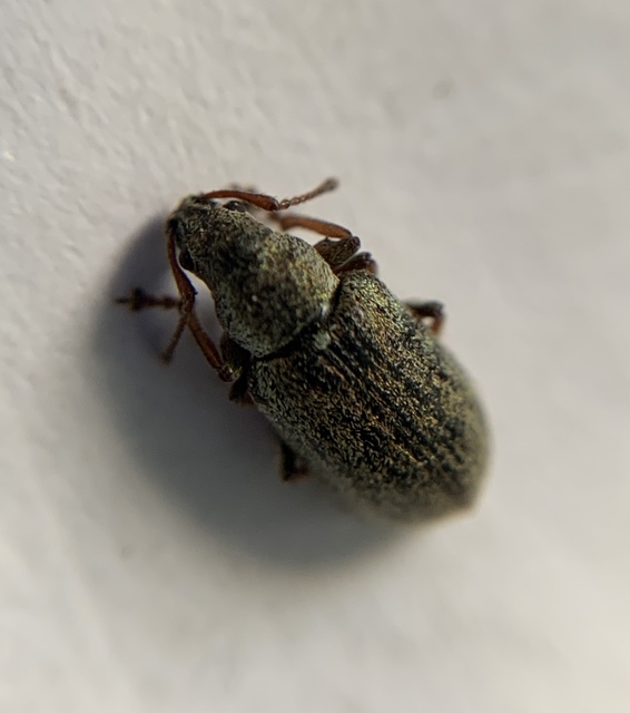 Phyllobius pyri - gyümölcsfa-levélormányos