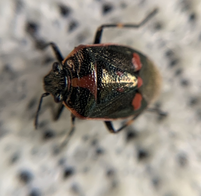 Eurydema oleracea - paréjpoloska Eurydema oleracea - paréjpoloska