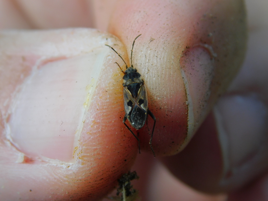 Rhyparochromus vulgaris - közönséges díszesbodobács