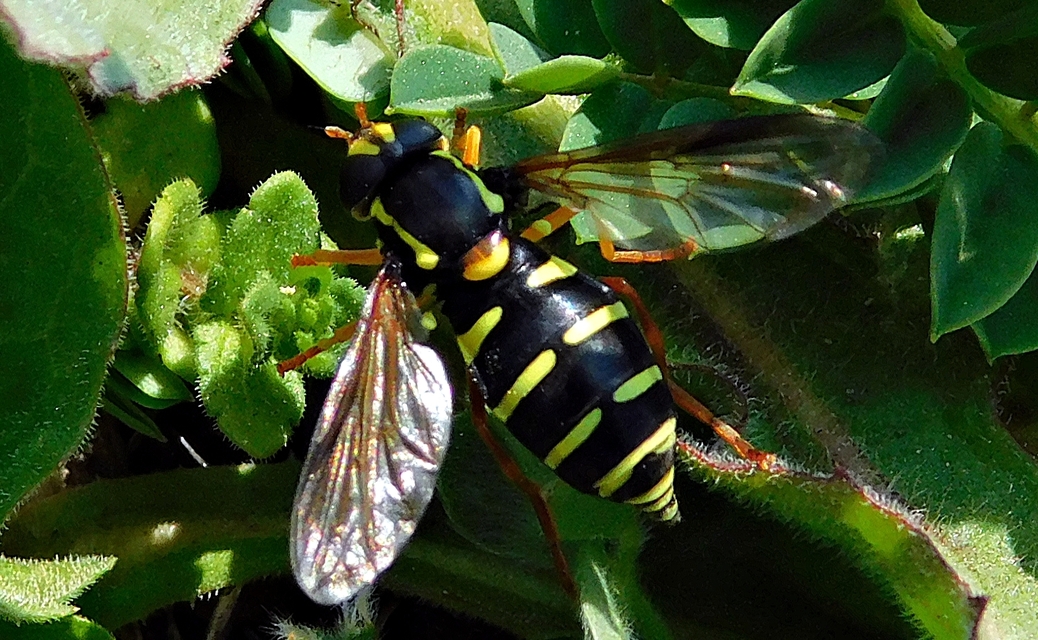 Xanthogramma citrofasciatum - korai oldalsávoslégy
