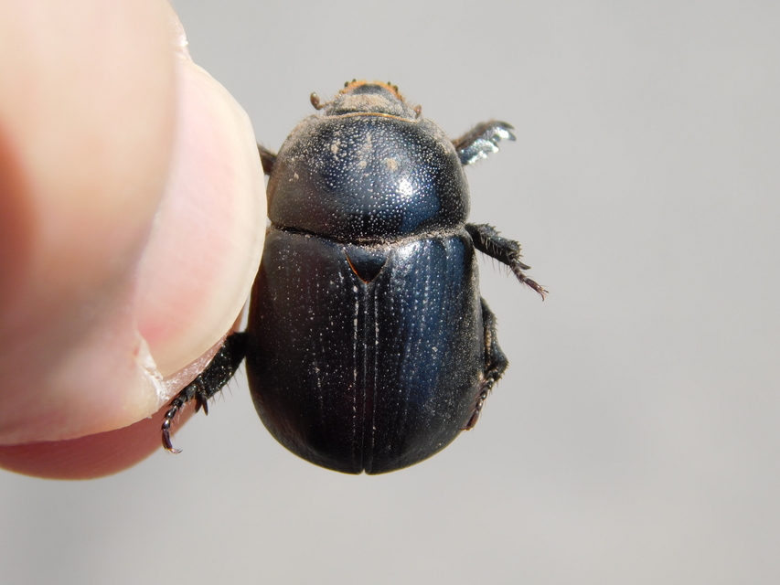 Pentodon idiota - butabogár