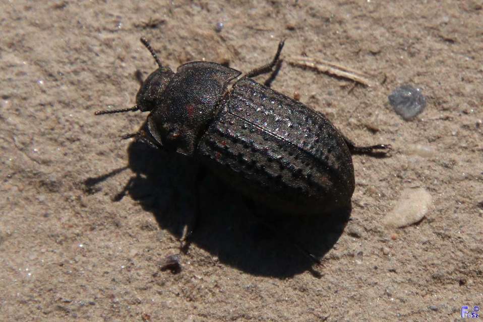 Opatrum sabulosum - sároshátú gyászbogár