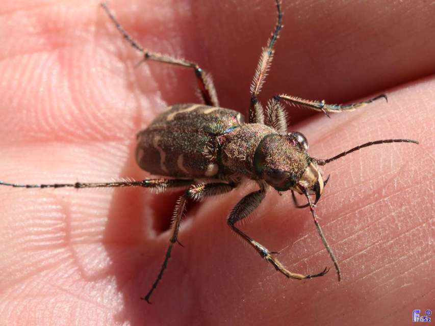 Cicindela soluta pannonica - pannon homokfutrinka