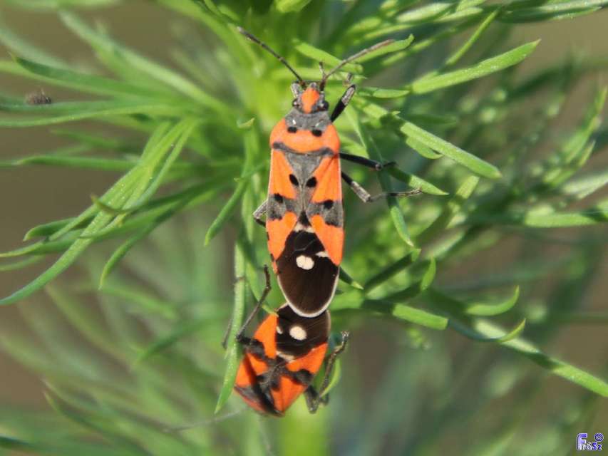 Lygaeus equestris/simulans
