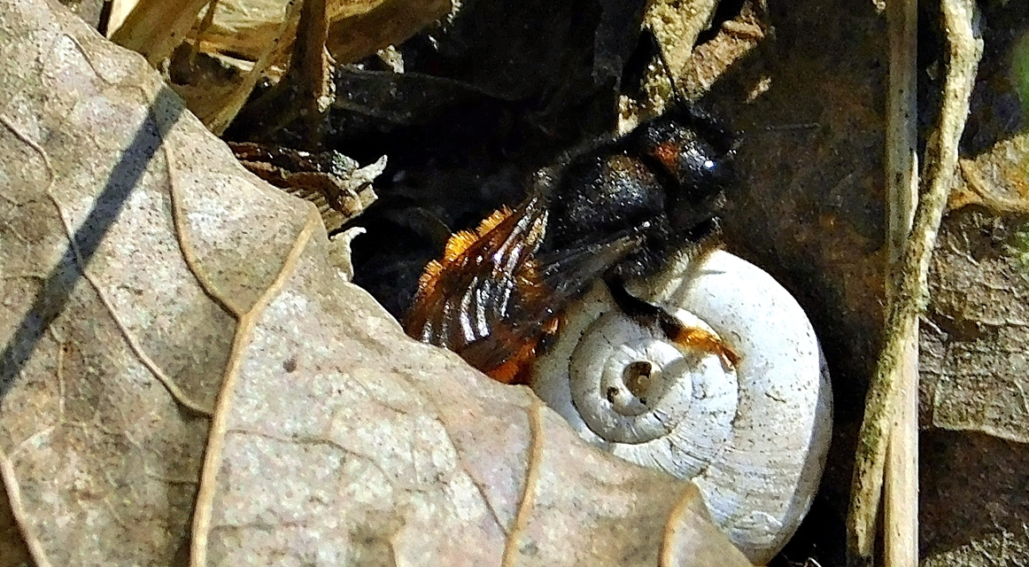 Osmia - faliméhek