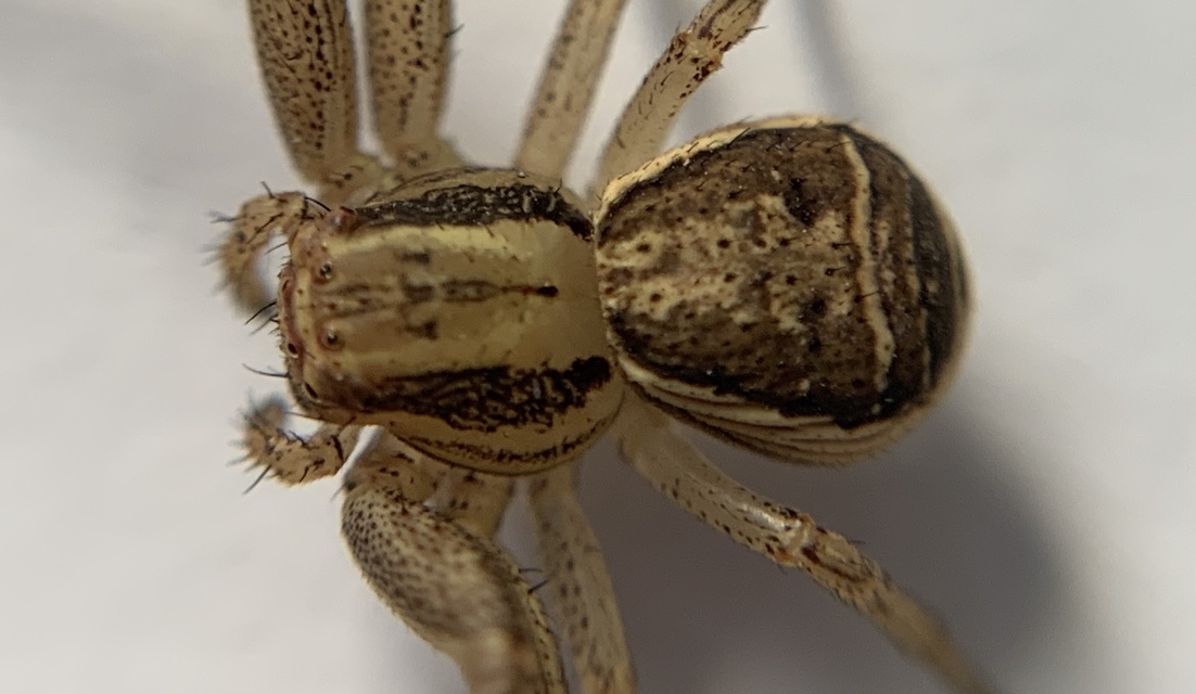 Xysticus ulmi - cserje-karolópók