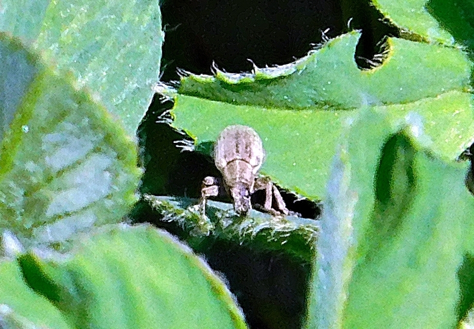 Sitona humeralis - lucerna-csipkézőbogár