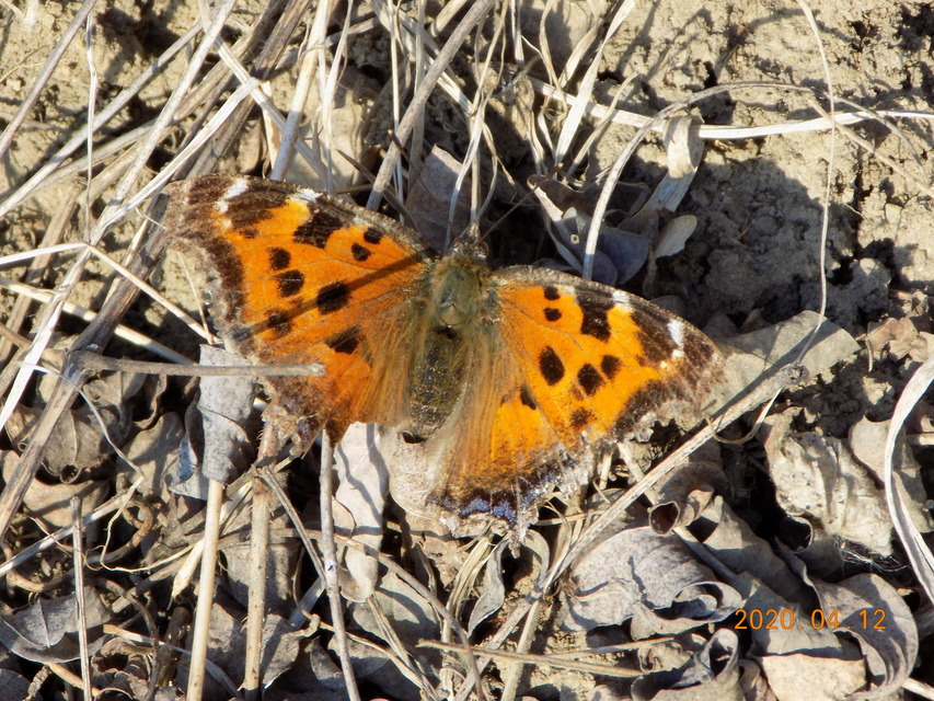 Nymphalis xanthomelas - vörös rókalepke