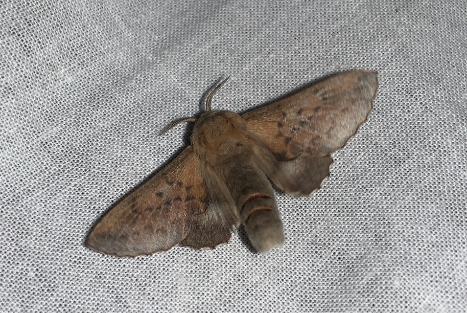 Phyllodesma tremulifolia - nyárlevélpohók