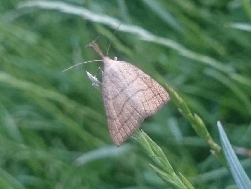 Polypogon tentacularia - sötétaljú karcsúbagoly