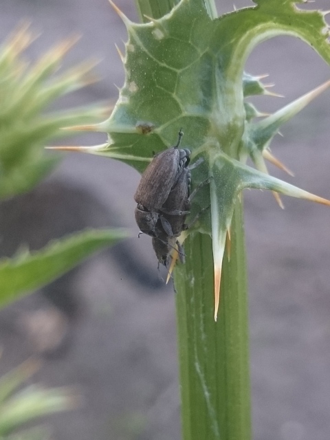 Tanymecus palliatus - közönséges hegyesfarúbarkó