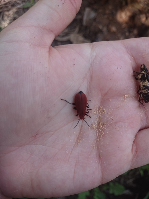 Pyrochroa serraticornis - közép-bíborbogár