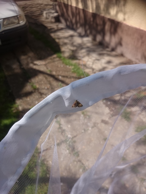 Panemeria tenebrata - apró sárgabagoly