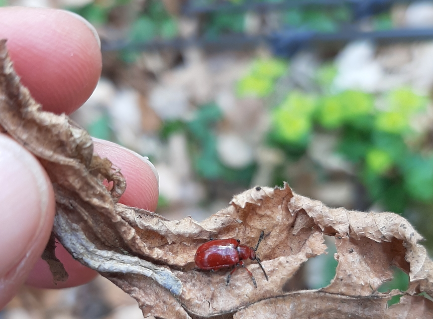 Lilioceris merdigera - hagymabogár Lilioceris merdigera - hagymabogár