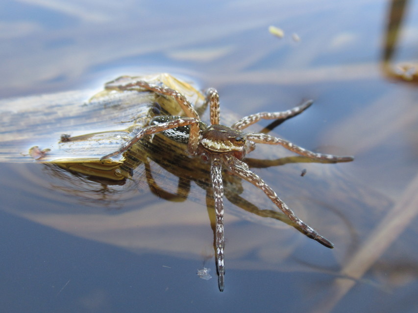 Dolomedes plantarius/fimbriatus