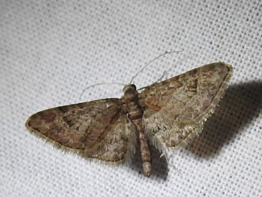 Gymnoscelis rufifasciata - vöröscsíkos törpearaszoló