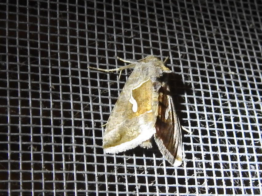Macdunnoughia confusa - cseppfoltos ezüstbagoly