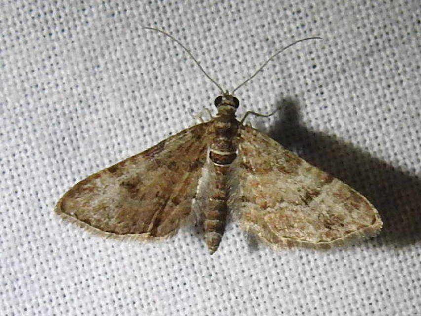 Gymnoscelis rufifasciata - vöröscsíkos törpearaszoló
