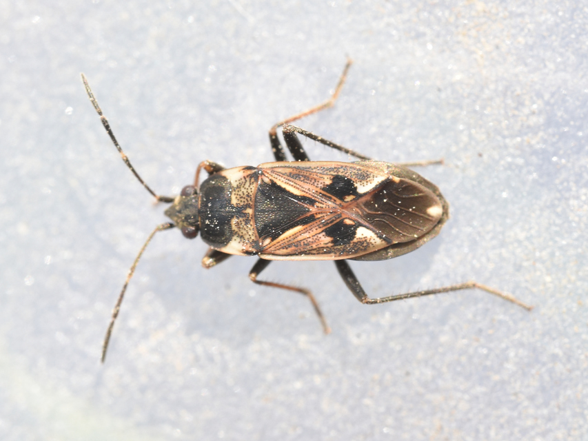Rhyparochromus vulgaris - közönséges díszesbodobács