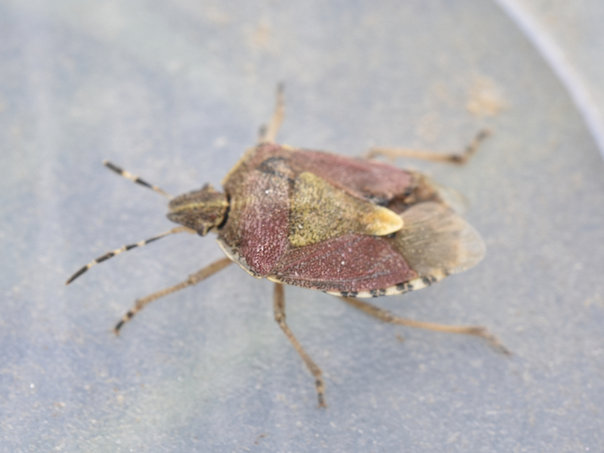 Dolycoris baccarum - közönséges bogyómászó-poloska