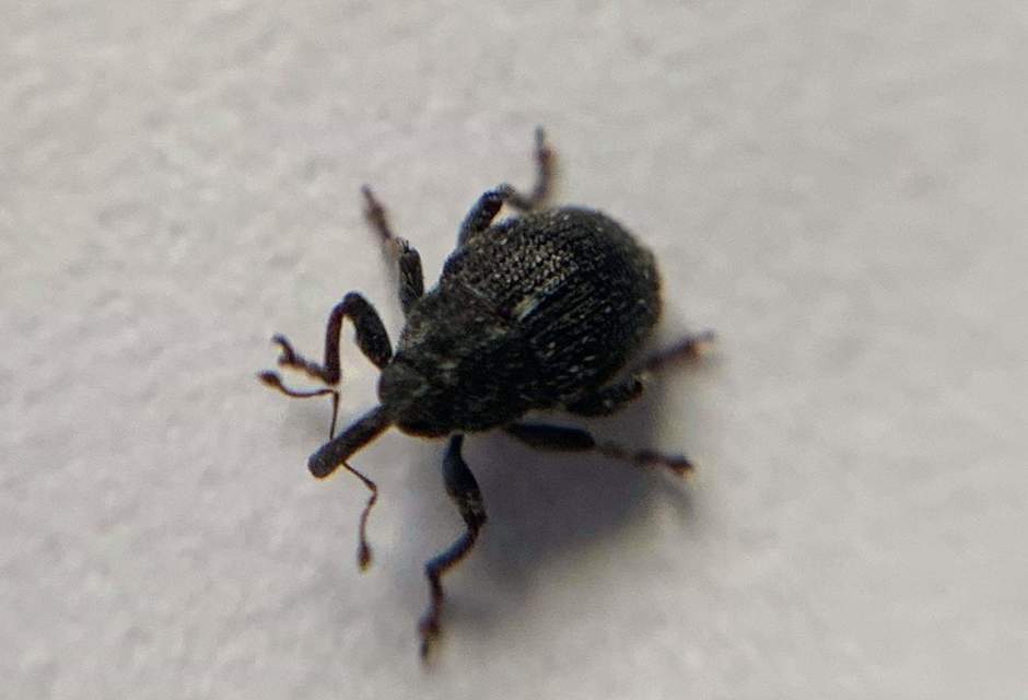 Glocianus pilosellus - szőrös gömbdedormányos