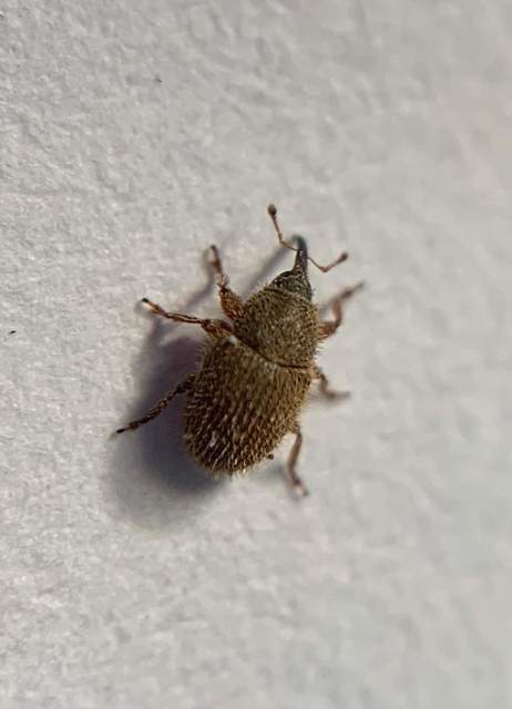 Mecinus ictericus - bundás útifűormányos