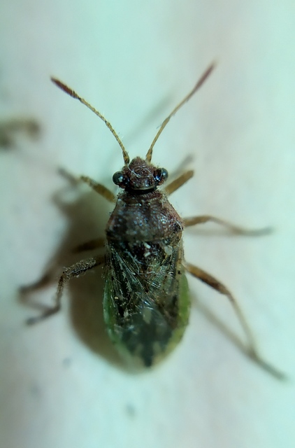 Brachycarenus tigrinus - rövidfejű üvegszárnyú-poloska