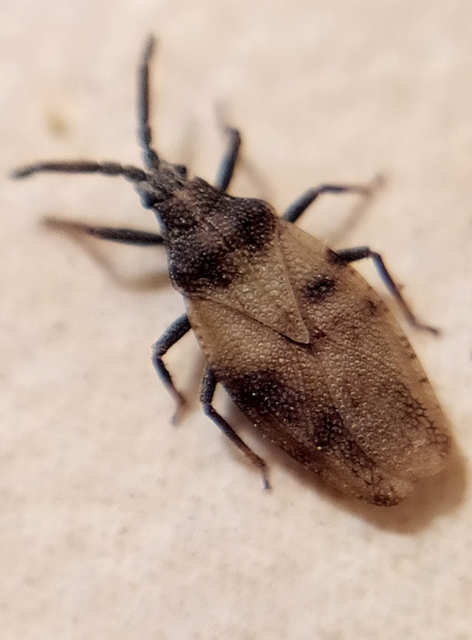 Catoplatus carthusianus - pimpó-csipkéspoloska