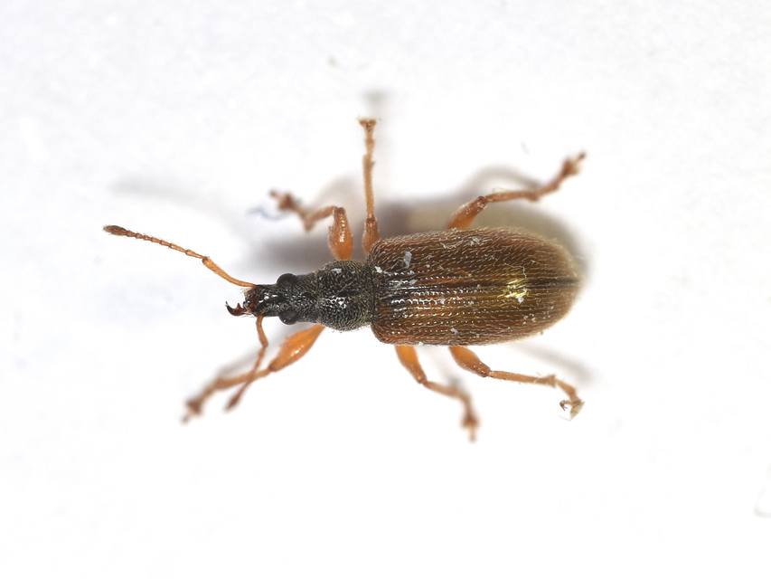Phyllobius oblongus - közönséges levélormányos