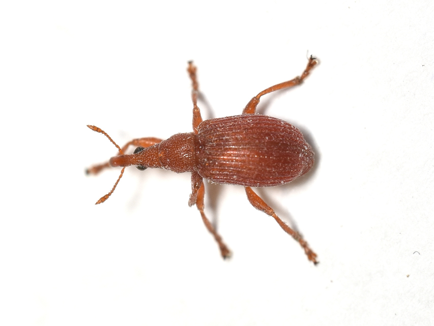 Apion frumentarium - vörös cickányormányos