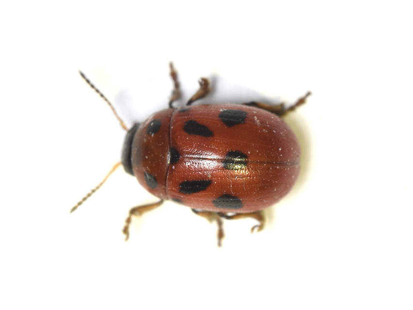 Gonioctena fornicata - közönséges lucernabogár