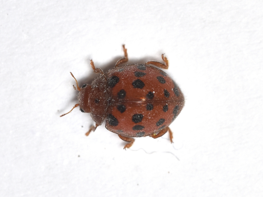 Subcoccinella vigintiquatuorpunctata - lucernaböde