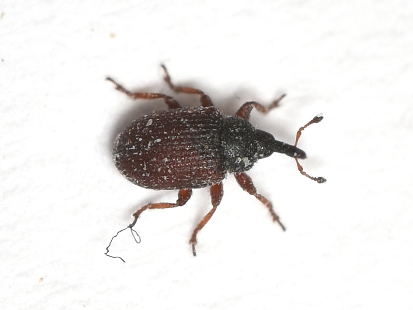 Rhinusa