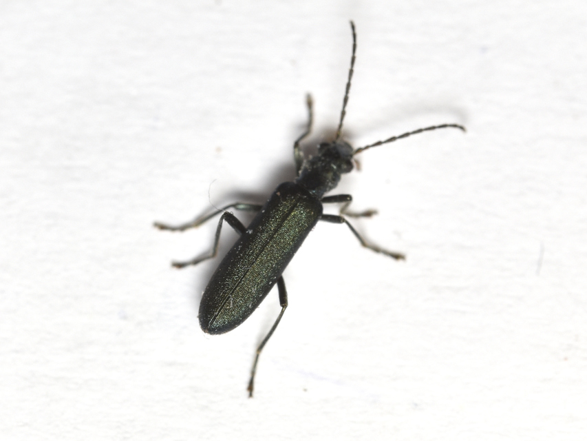 Ischnomera