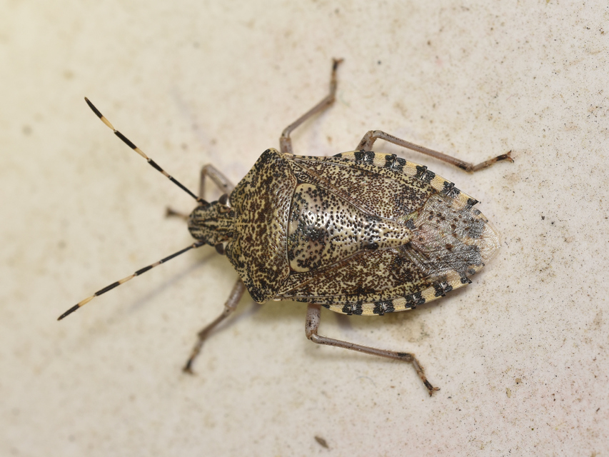 Rhaphigaster nebulosa - bencepoloska