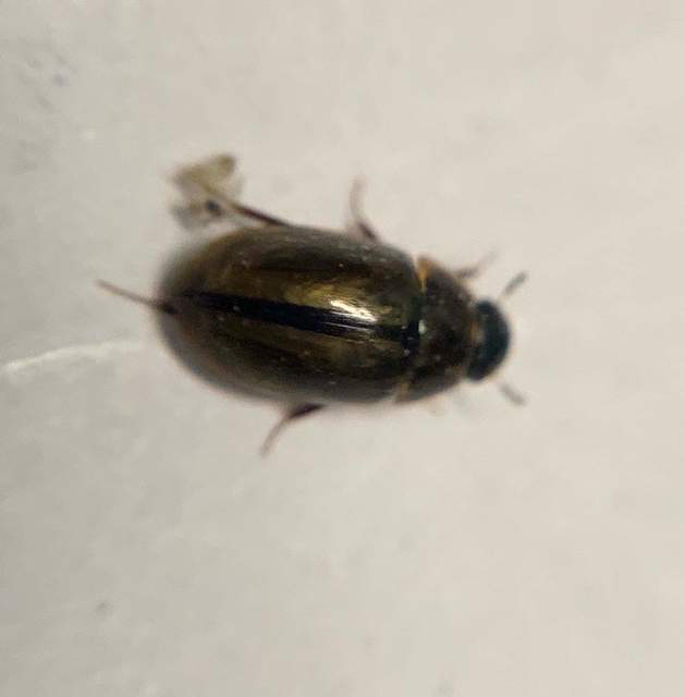 Enochrus coarctatus - kis fakócsibor Enochrus coarctatus - kis fakócsibor