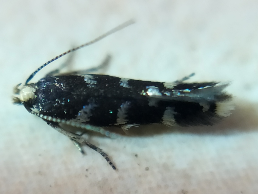Oxypteryx superbella - ezüstpontos sarlósmoly
