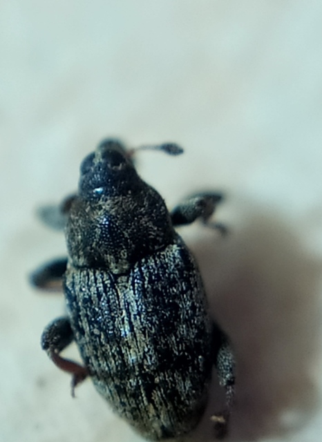 Coryssomerus capucinus - székfű-kancsalormányos