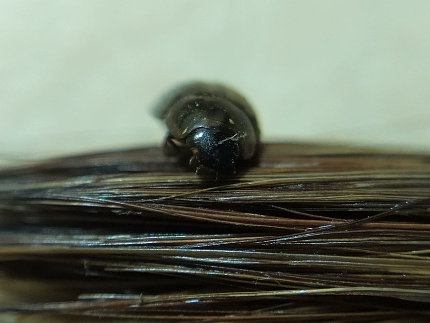 Enochrus coarctatus - kis fakócsibor Enochrus coarctatus - kis fakócsibor