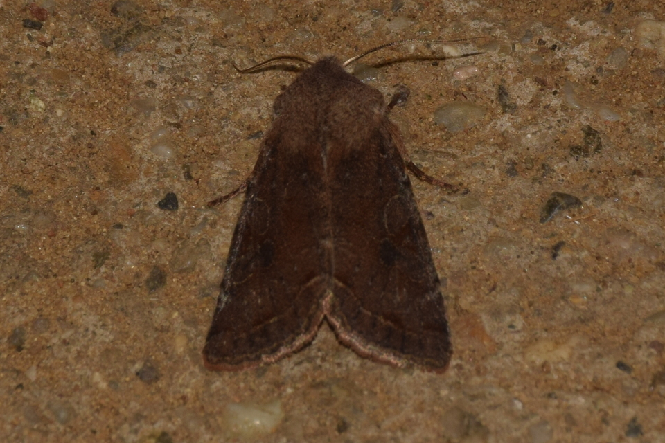 Orthosia incerta - változékony barkabagoly