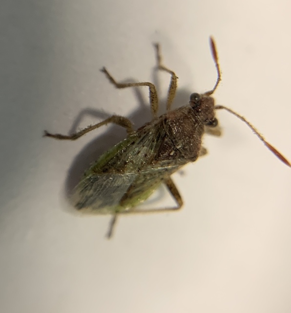 Brachycarenus tigrinus - rövidfejű üvegszárnyú-poloska