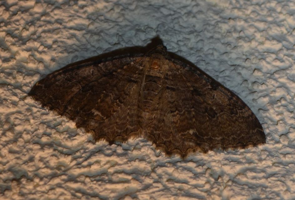 Hydria cervinalis - őzbarna araszoló