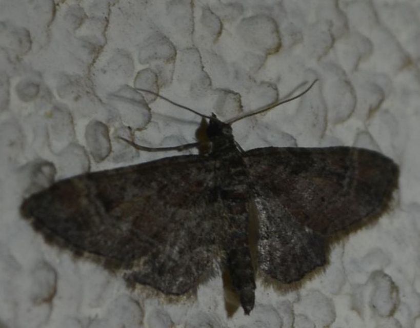 Gymnoscelis rufifasciata - vöröscsíkos törpearaszoló