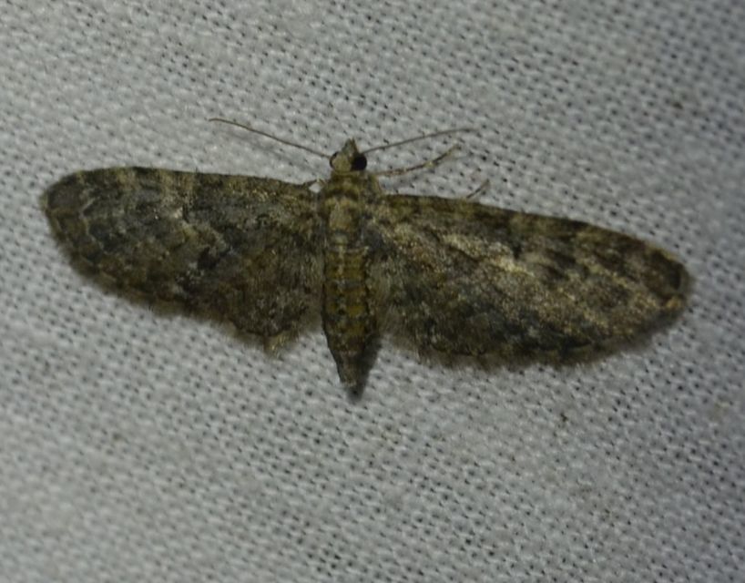 Eupithecia abbreviata - korai törpearaszoló