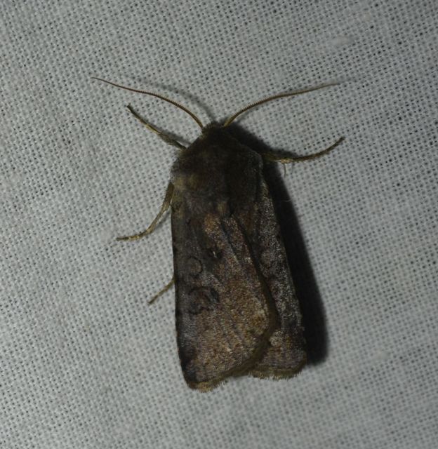 Cerastis rubricosa - vörhenyes tavaszibagoly