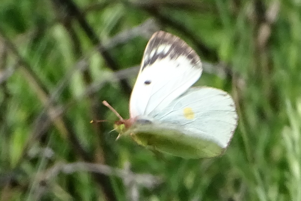 Colias alfacariensis - déli kéneslepke